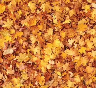 Leaves