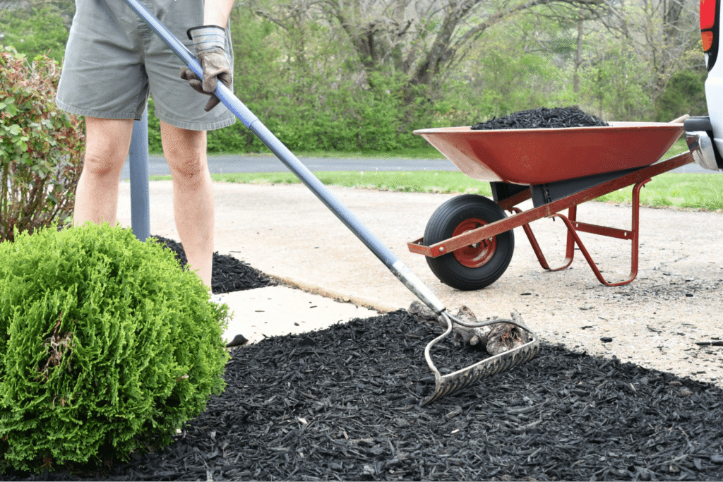 A person mulching a garden bed with black mulch and a wheelbarrow.