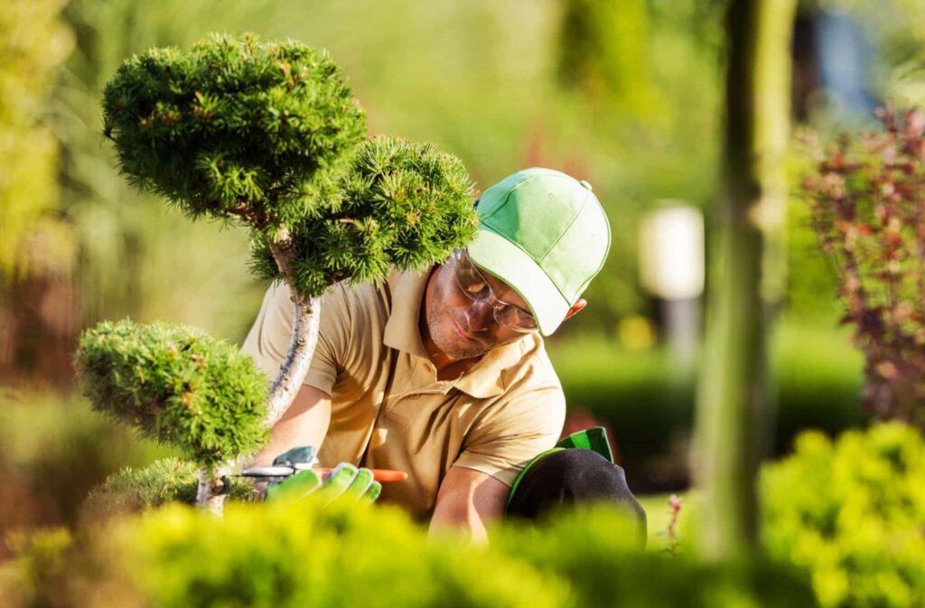 Gardener pruning a bonsai tree, showcasing expert horticultural skills and plant care techniques.