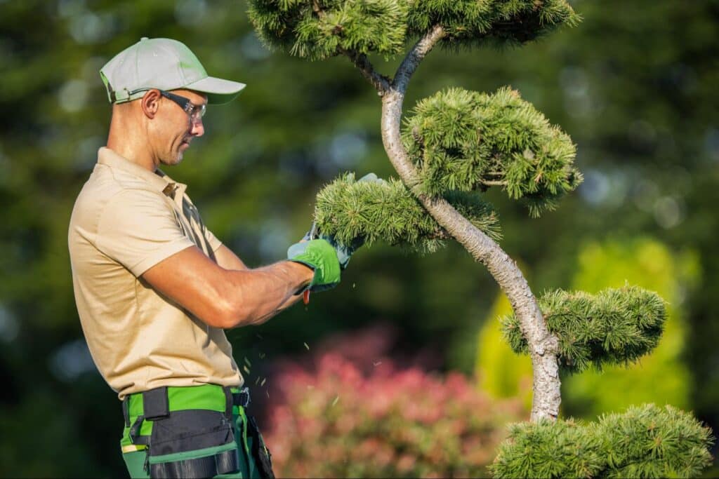 Expert pruning techniques for maintaining a thriving bonsai tree’s health and shape.