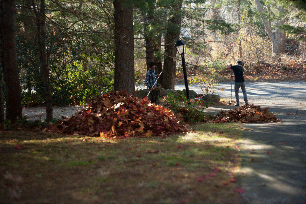 Autumn leaf cleanup: two people raking a large pile of colorful leaves in a yard.