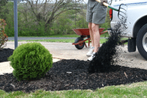 Applying fresh mulch for enhanced landscape appeal and plant health.