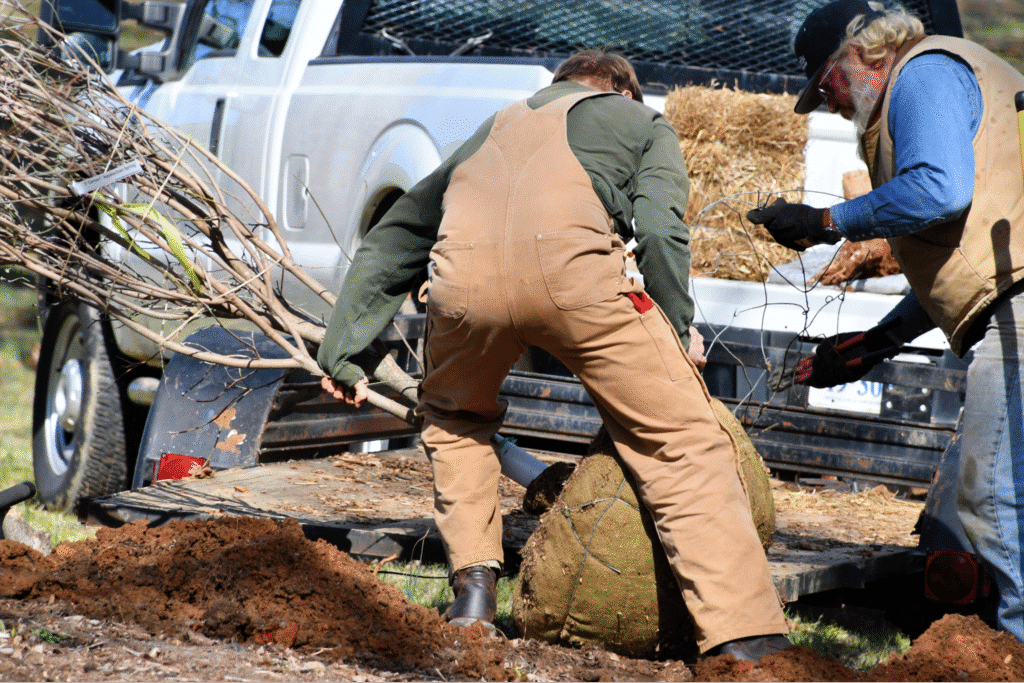 Landscapers planting trees