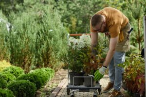 Gardener arranging flowers in a nursery for landscaping and home decoration.
