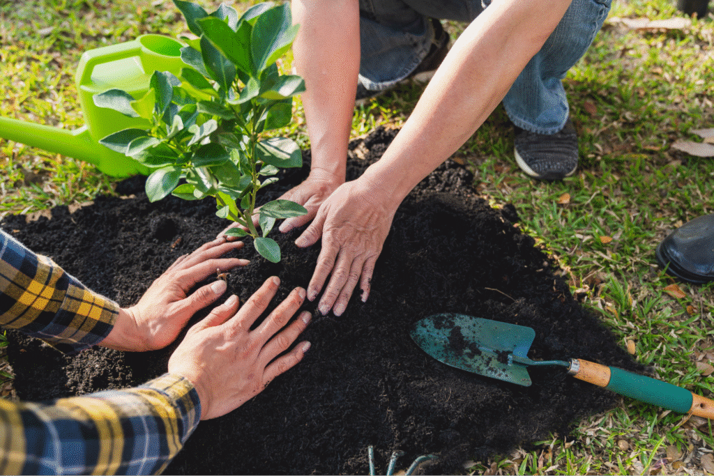 Hands planting a young tree demonstrating landscaping teamwork