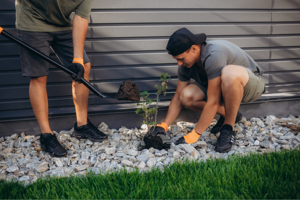 Commercial landscape maintenance planting a young tree in a rocky garden bed.