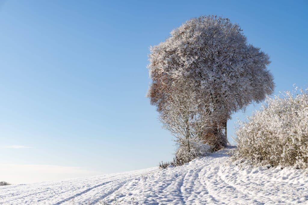 Frosty trees on snowy hills under a bright blue sky create a serene winter landscape.