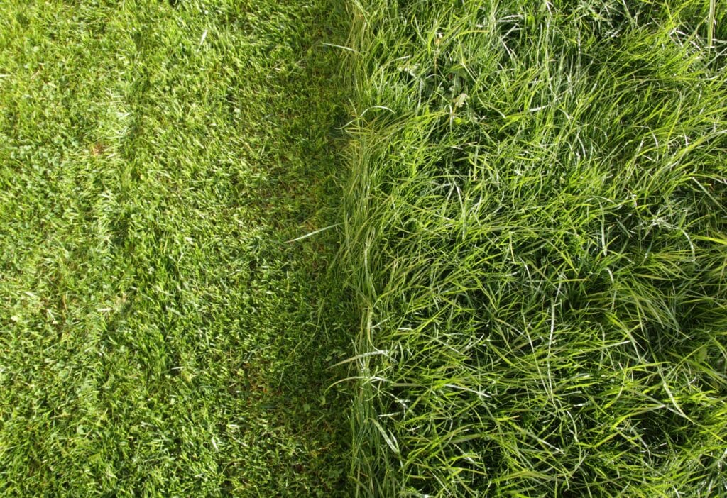 Lush green grass fills the landscape, showcasing vibrant natural beauty and freshness.