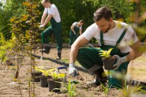 Gardeners planting seedlings in a sunny outdoor environment, promoting healthy landscaping.