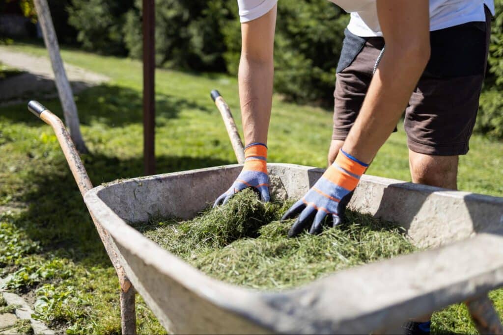 Gardener loading fresh grass clippings into a wheelbarrow for landscaping.