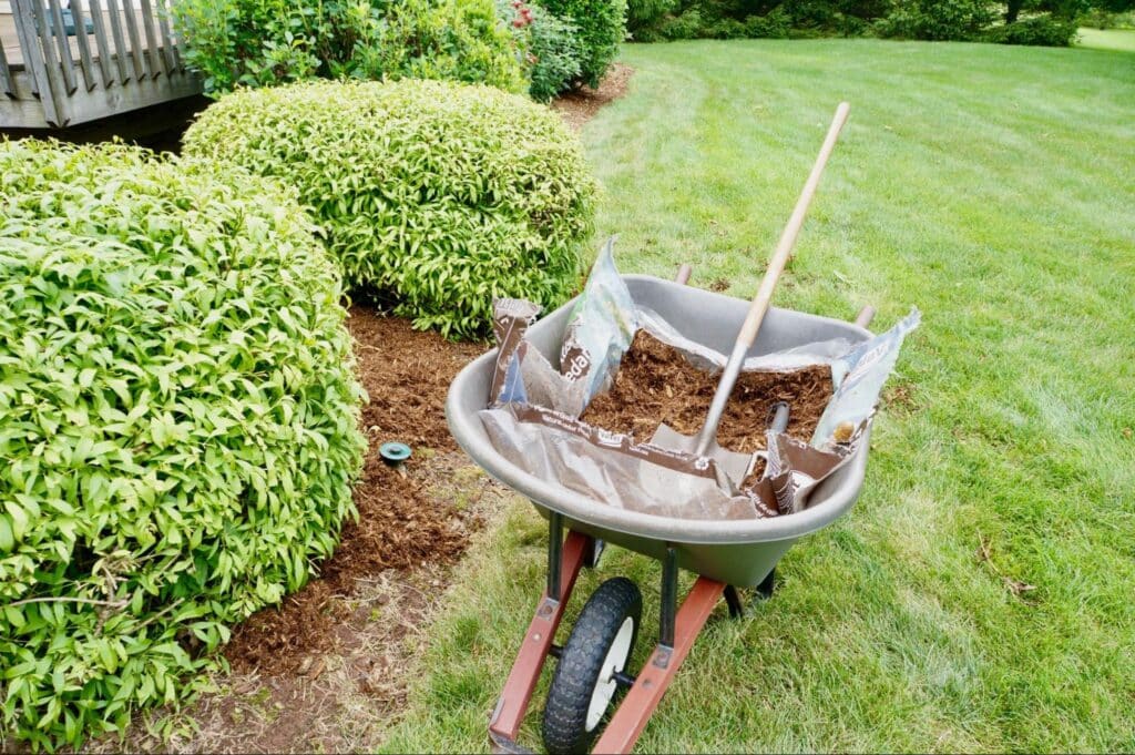 Gardening wheelbarrow filled with soil beside neatly trimmed bushes in a lush lawn.