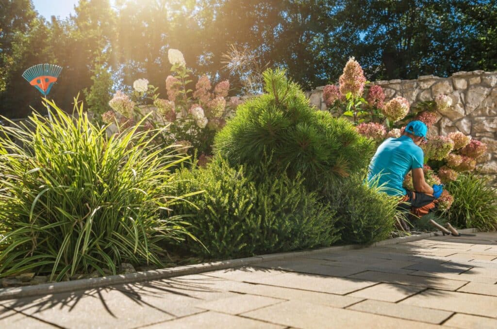 Gardener tending to vibrant plants in a sunlit landscape design.