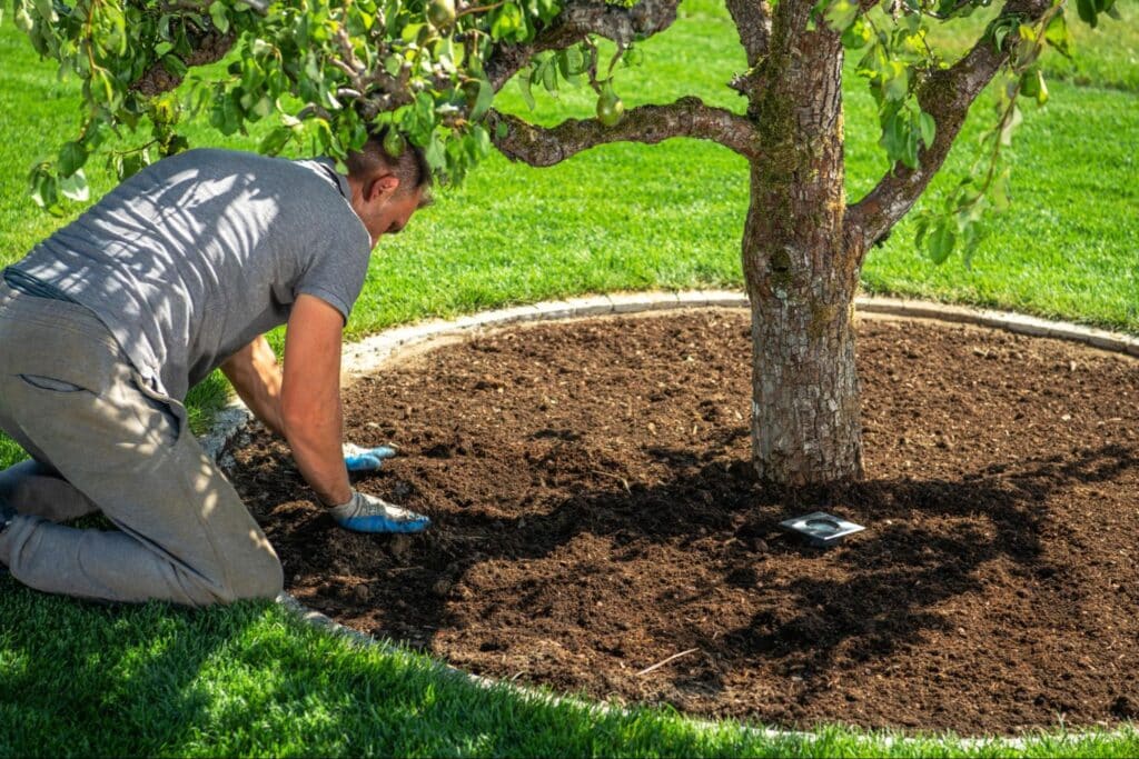 Person mulching around a tree for gardening and landscaping.