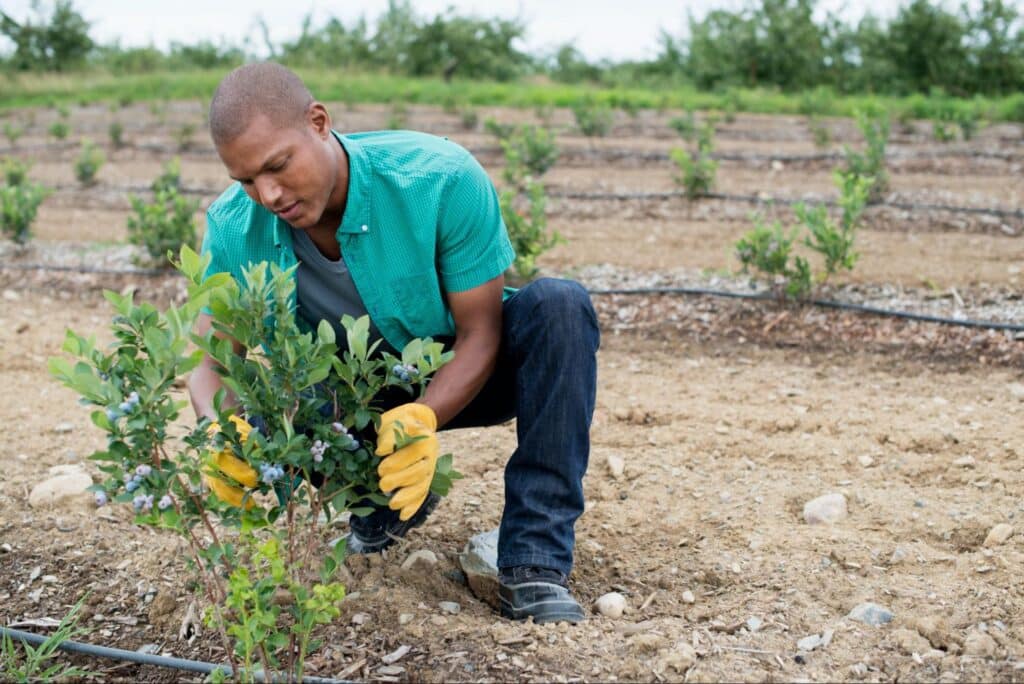 Man gardening and tending to a blueberry bush in a field.