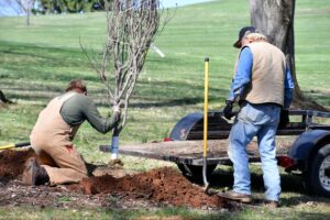 Workers planting a young tree in a park, enhancing green spaces and nature.