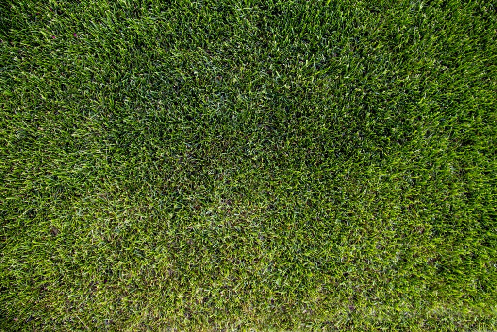 Lush green grass texture viewed from above, perfect for landscapes and outdoor design.