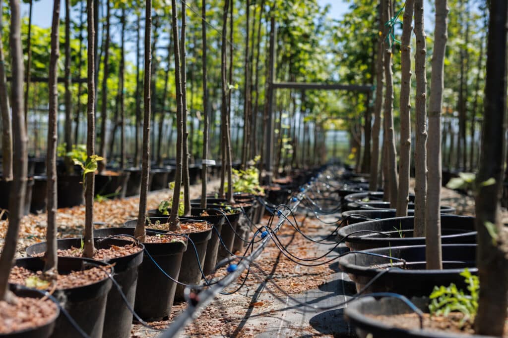 Nut trees growing in pots at a thriving tree nursery under sunlight.