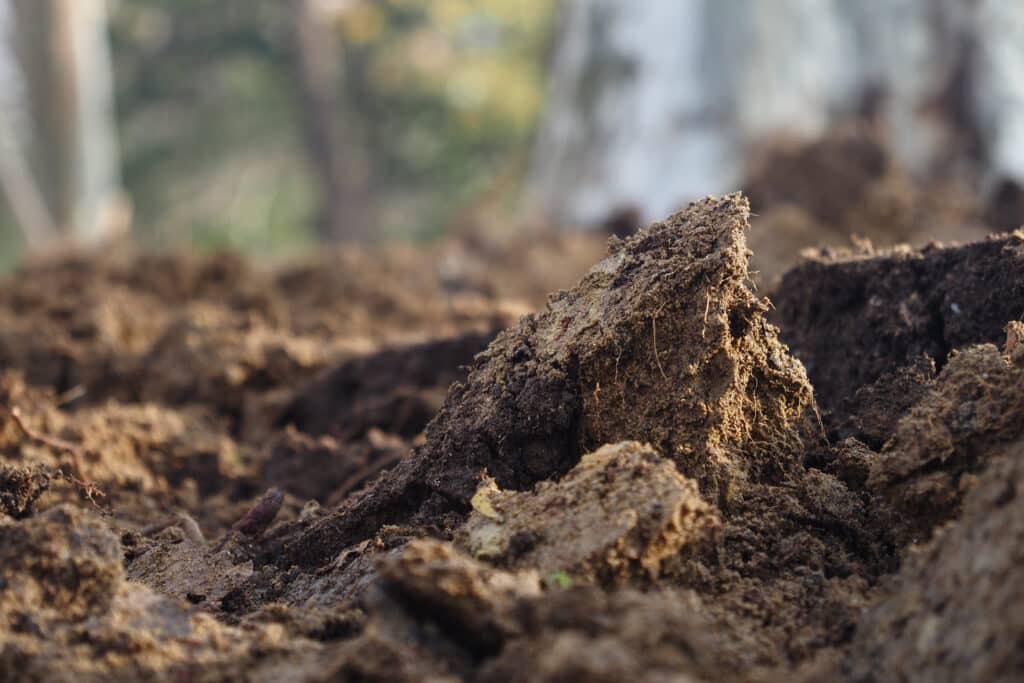 Moist soil close-up showcasing rich textures and colors of forest floor ecology.