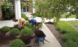 Landscapers enhancing gardens with mulch and plants outside a commercial building.