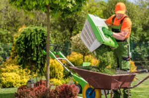 Gardener collecting green clippings using a wheelbarrow in a lush garden.