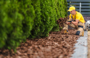 Gardener spreading mulch around hedges in a sunny, beautifully landscaped yard.