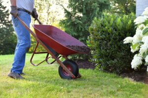 Gardener using a wheelbarrow to transport mulch in a beautiful backyard landscape.