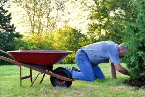 Man caring for plants in a vibrant garden using a wheelbarrow.