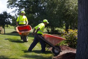 Landscapers working with wheelbarrows to enhance a beautiful garden.