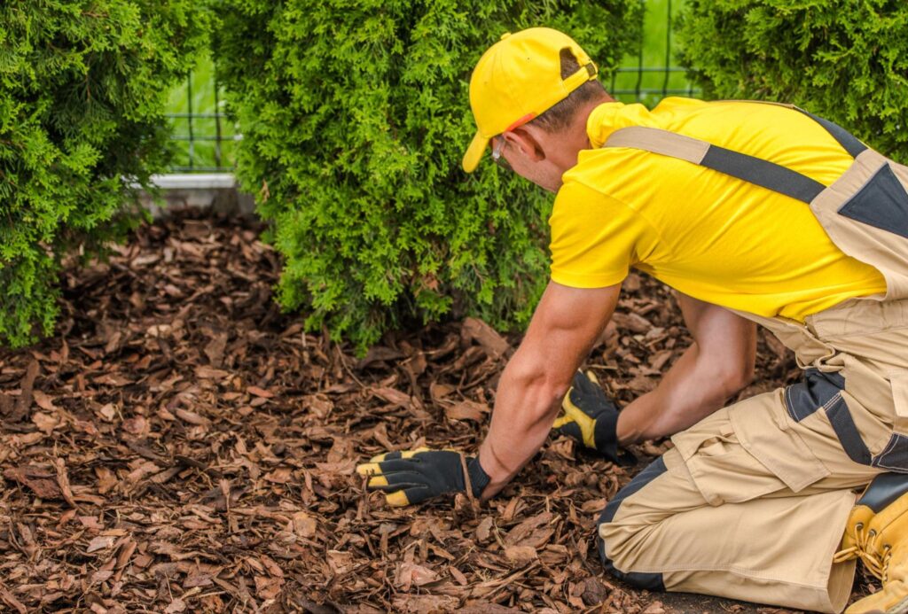 Gardener mulching around shrubs to enhance soil health and improve garden appearance.